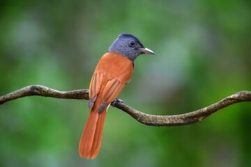 Hairy back The wings and tail are red-brown. The female bird is red with a short tail.