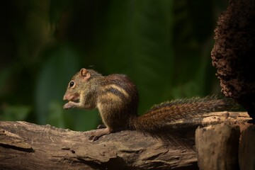 With a beautiful long bush tail With sharp claws And with large ears Some species have tuff fur in the ears. Is an agile animal that is very active, feeding fruit and seeds
