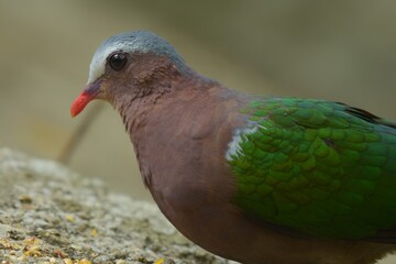 There is hair on the back, fresh green. Straight near the base of the tail, two white stripes across The characteristics of males and females are different. The male has a white forehead and eyebrows.