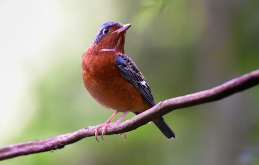 Black eye band, crown and occipital, dark blue, glossy, head, eyes, rump and lower body, reddish brown, middle neck, white back, black with brown scales. The wings are dark brown and black with white 
