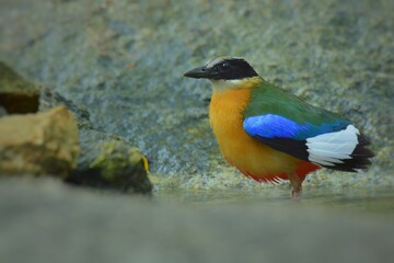 The black head above the eyes has a wide brown stripe. Green top body The feathers covering the wings of the rump and the top of the tail are bright blue. The underside of the body is reddish brown