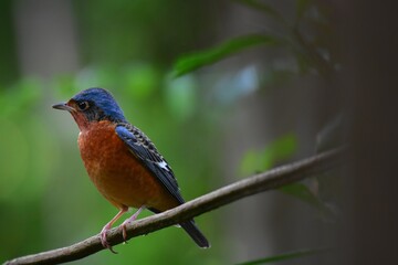 Black eye band, crown and occipital, dark blue, glossy, head, eyes, rump and lower body, reddish brown, middle neck, white back, black with brown scales. The wings are dark brown and black with white 