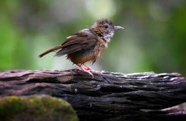 Forehead to occiput, dark red brown White or brown eyebrows, face body. The underside is white with large stripes, greenish brown. Body above, greenish