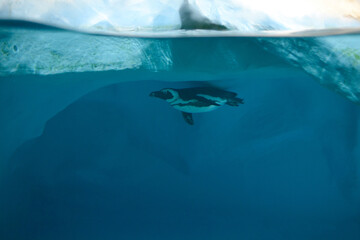 Penguin swims under water at the glacier