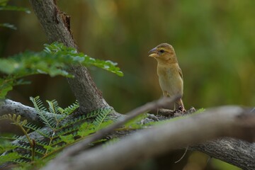 Is a small bird in the bird family Found in South Asia and Southeast Asia, found in meadows, fields, forests, second-generation forests, riverside areas.