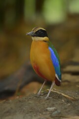 The black head above the eyes has a wide brown stripe. Green top body The feathers covering the wings of the rump and the top of the tail are bright blue. The underside of the body is reddish brown
