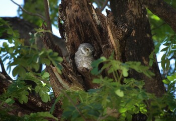 Clear white eyebrows The head is quite flat. Head to the occiput, brown, with small white spots. The upper area which is brown has spots.
