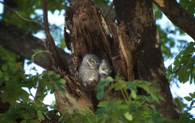 Clear white eyebrows The head is quite flat. Head to the occiput, brown, with small white spots. The upper area which is brown has spots.