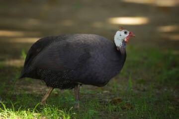 The guinea fowl have a hard-humped crest that looks like they are wearing a metal helmet or helmet, only to feed on the ground or on open grasslands.