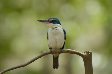 With a head and body above the blue-green color. Around the neck and lower body, white, blue wings, big beak, black top. Bottom, flesh color Having a dual behavior Males and females are very similar.