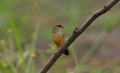 The mouth and body feathers are bright red, narrow black eye band, brown back, wings and tail, with white spots spread on the body, below wings and rump.