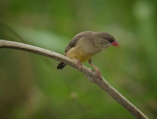 The mouth and body feathers are bright red, narrow black eye band, brown back, wings and tail, with white spots spread on the body, below wings and rump.