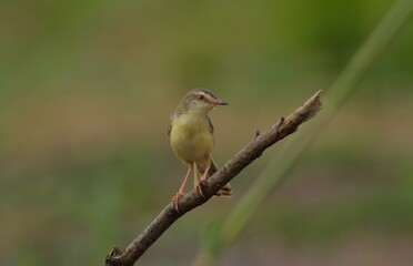The top of the head and body are brown. The lower body is white and brownish yellow. The tail feathers are larger than the gray-breasted Warbler and the red-breasted Warbler. The underside of the tail