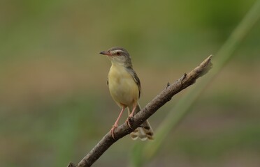 The top of the head and body are brown. The lower body is white and brownish yellow. The tail feathers are larger than the gray-breasted Warbler and the red-breasted Warbler. The underside of the tail