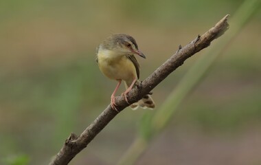 The top of the head and body are brown. The lower body is white and brownish yellow. The tail feathers are larger than the gray-breasted Warbler and the red-breasted Warbler. The underside of the tail