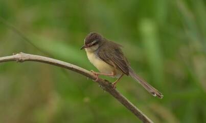 The top of the head and body are brown. The lower body is white and brownish yellow. The tail feathers are larger than the gray-breasted Warbler and the red-breasted Warbler. The underside of the tail