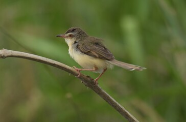 The top of the head and body are brown. The lower body is white and brownish yellow. The tail feathers are larger than the gray-breasted Warbler and the red-breasted Warbler. The underside of the tail