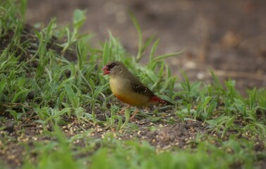 The mouth and body feathers are bright red, narrow black eye band, brown back, wings and tail, with white spots spread on the body, below wings and rump.
