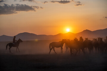 Naklejka na ściany i meble Wild horses run in foggy at sunset. Between Cappadocia and Kayseri, Turkey