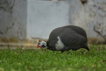The guinea fowl have a hard-humped crest that looks like they are wearing a metal helmet or helmet, only to feed on the ground or on open grasslands.