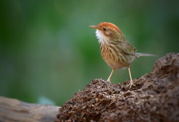 Forehead to occiput, dark red brown White or brown eyebrows, face body. The underside is white with large stripes, greenish brown. Body above, greenish