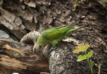 The male has the head, cheek, under the chin, faded reddish gray. With green wings and yellow patches Medium long tail feathers The tip is yellow, with pink breast, blue green stomach, red mouth.
