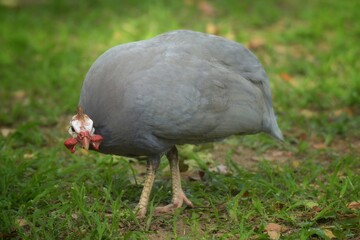 The guinea fowl have a hard-humped crest that looks like they are wearing a metal helmet or helmet, only to feed on the ground or on open grasslands.