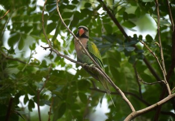 The male has the head, cheek, under the chin, faded reddish gray. With green wings and yellow patches Medium long tail feathers The tip is yellow, with pink breast, blue green stomach, red mouth.