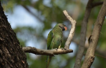 The male has the head, cheek, under the chin, faded reddish gray. With green wings and yellow patches Medium long tail feathers The tip is yellow, with pink breast, blue green stomach, red mouth.