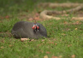 The guinea fowl have a hard-humped crest that looks like they are wearing a metal helmet or helmet, only to feed on the ground or on open grasslands.