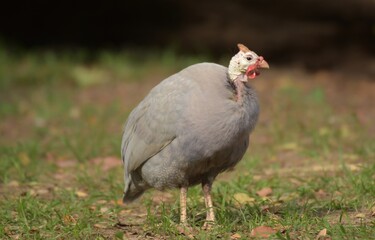 The guinea fowl have a hard-humped crest that looks like they are wearing a metal helmet or helmet, only to feed on the ground or on open grasslands.