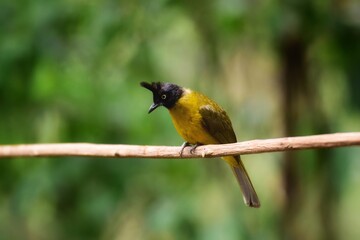 The black head has long crest, white eyes, hair on the body is brownish white. The lower body is yellow. Yellow-tipped, black-tipped tail, johnsoni subspecies with red necks, found in the central and