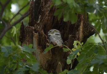 Night birds. The first names that people tend to think of are Owls and owls. Has a brown top body and a stripe across the body