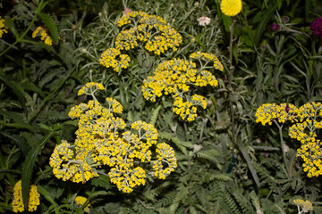 yellow flowers in the garden