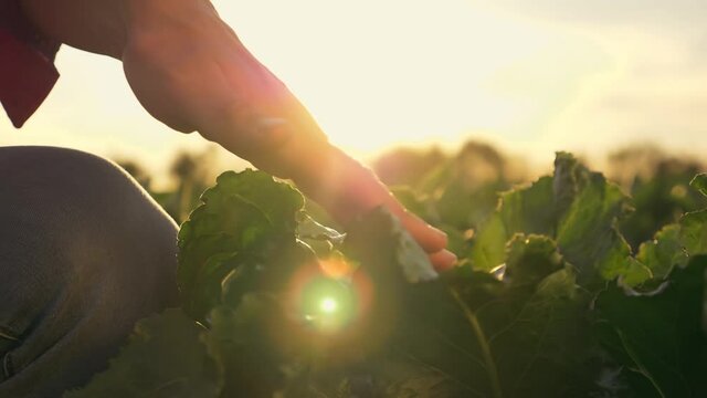 Agriculture. Beet field. Senior farmer's hand on sugar beet leaves. The agronomist examines the harvest in the field. Agricultural production.