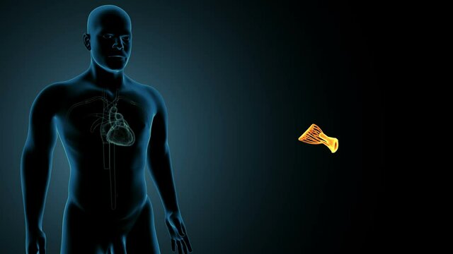 heart anatomy tri and bicuspid valve. 3d illustration
