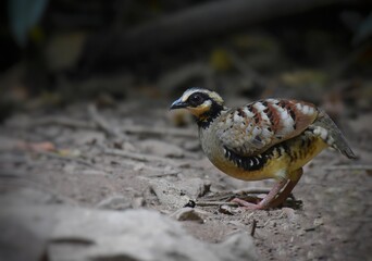 Long white eyebrows, wide cheeks and white neck. Red eye skin. Black eye band. Connect with dense black spots around the neck and chest. The crown and the back are brown with black stripes.