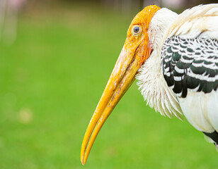 Painted stork portrait select focus head  side is a summer animal in africa portrait beautiful painted on blur background
