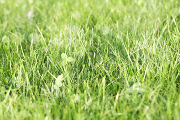 Sunny abstract green grass nature background