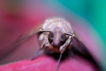 Close up of unknown insect, motion blur