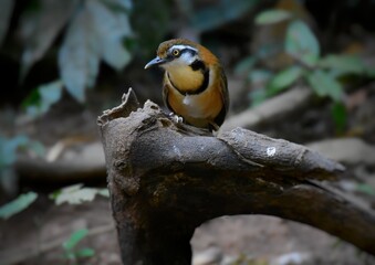 Large necklace-clawed birds tend to feed on the ground more often than small necklace-clawed birds. Its main foods include Insects and other small animals