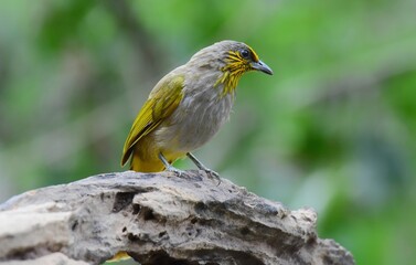 Black eye strips, forehead, face and neck to the upper chest with yellow streaks clearly spread. Head and top body greenish brown Yellow wings Light brown belly.