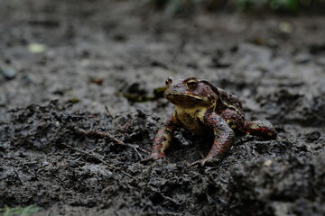 泥の上のカエル。frog in a mud, summer time Tokyo Japan