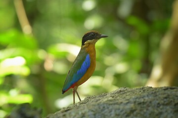 The black head above the eyes has a wide brown stripe. Green top body The feathers covering the wings of the rump and the top of the tail are bright blue. The underside of the body is reddish brown