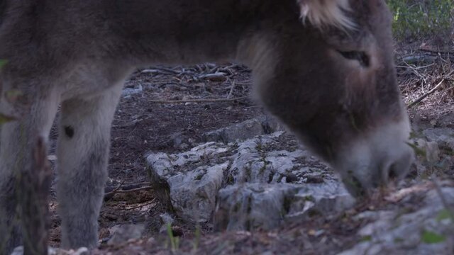 Close-up of a donkey eating food in a hole in the ground
