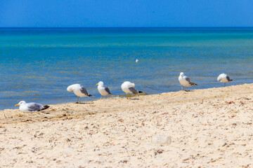 Seagulls on a sandy beach of the Black sea