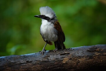 Insects eat birds Like to live in bamboo forests or dense forests In large crowds Often shouted and sounded like a brawl, with a white head and crest moving up and down When making a cry or startling,