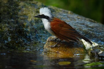 Insects eat birds Like to live in bamboo forests or dense forests In large crowds Often shouted and sounded like a brawl, with a white head and crest moving up and down When making a cry or startling,