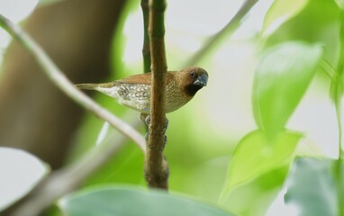 Adult color is light brown, rump, covered hair, base of tail hair and tail are brown. Usually with a yellow chest and belly covering the base of the tail. The underside is white with dark brown scales