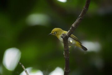 Obraz premium Yellow forehead The head and body are yellowish green. Yellow neck and buttocks Classified from white-eyed birds with a green back in the middle of the belly are yellow or fawn.